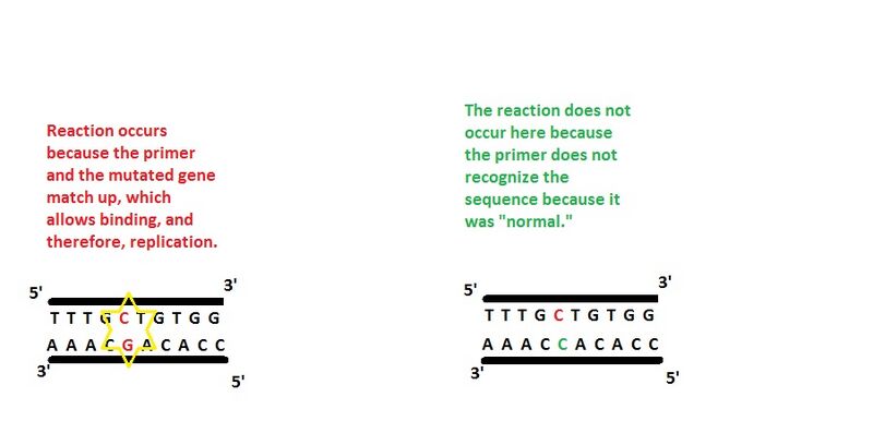An insight into just how our primer would work to identify carriers or the Alzheimer's gene mutation.