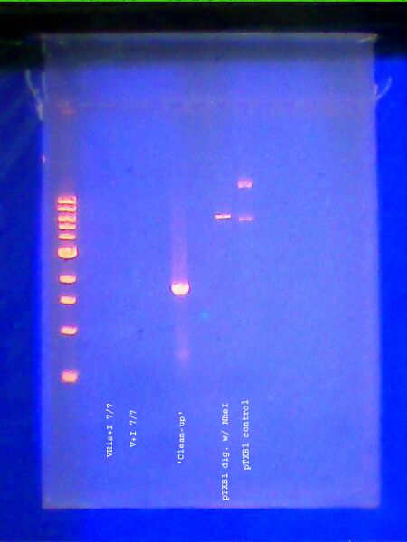 File:DNA gel 070811labeled.jpg