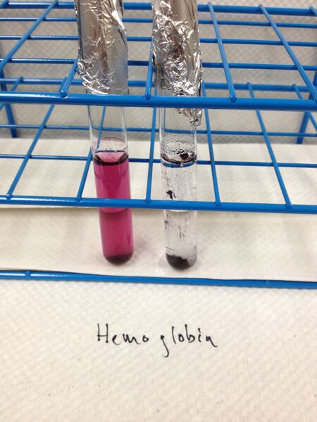 File:Hb 2AuNPs20131206.jpg