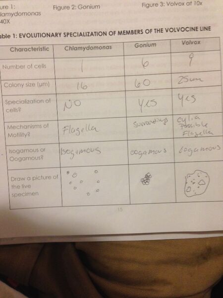 File:Issah Younossi cell size.jpg