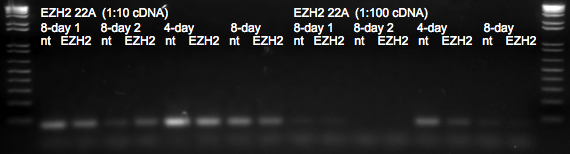 File:KAH 092110 gel1.tif