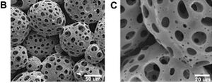 Figure 3:PLGA Microsphere Scaffold Structure