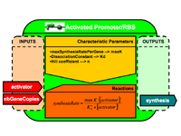 Activated Promoter/RBS Brick Architecture