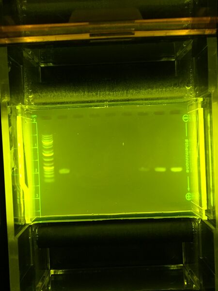 File:BME100 1030G6 Gel Electrophoresis.jpeg