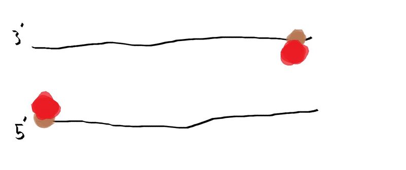 File:DNA with polymeraseG5.jpg