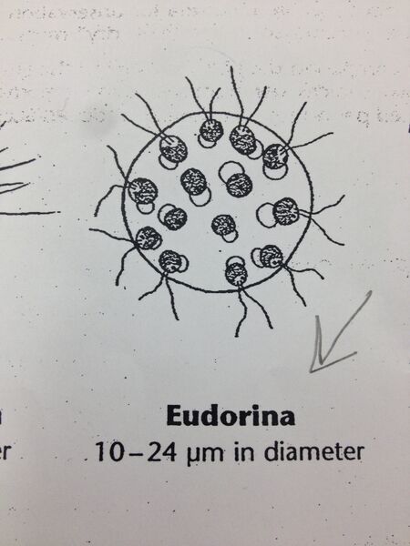 File:IMG Eudorina.JPG