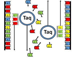 Taq Polymerase (blue Circles) take the corresponding deoxyribonucleotides from the surrounding solution to extend the primer (gray DNA strand) attached to the template DNA (black DNA strand)