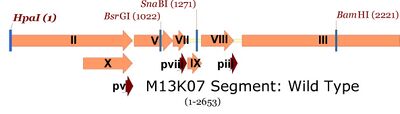 M13K07 map showing single cutters in gene II through III region