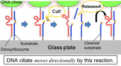 Figure.1:The mechanism that DNA ciliate moves directionally.