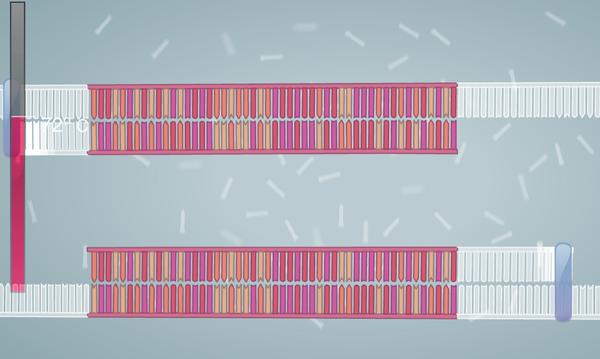 Polymerase Elongates Template DNA
