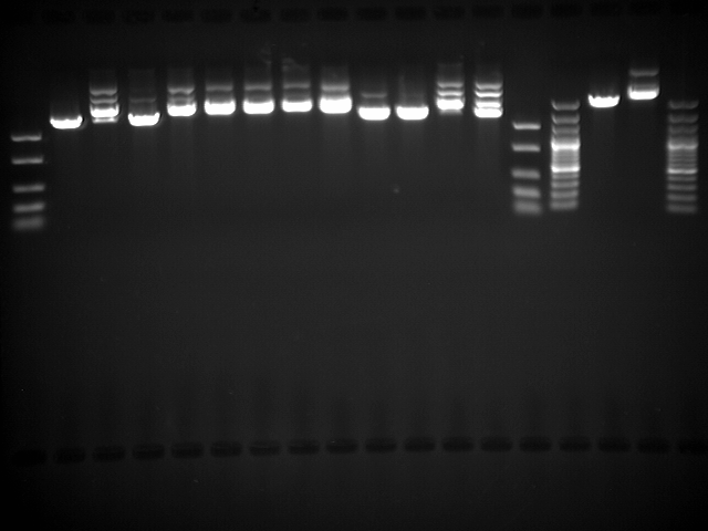 File:Ligased part reagain 11 16 10.jpg