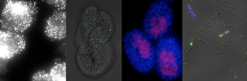 File:Page header.jpg