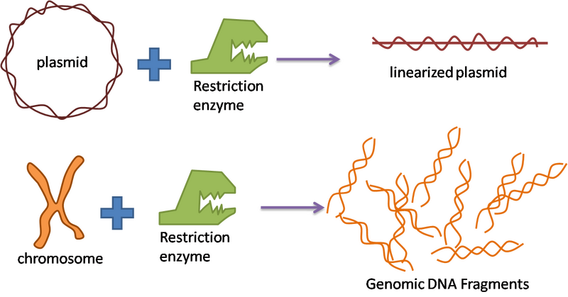 File:Plasmid and DNA fragment creation.png