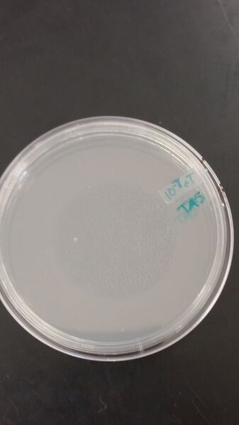 File:Tyler Faulkner Serial 10^-7 + T.jpg