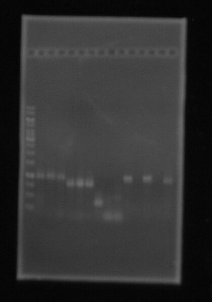 File:2oct PCRcoloniaLIG (2).JPG