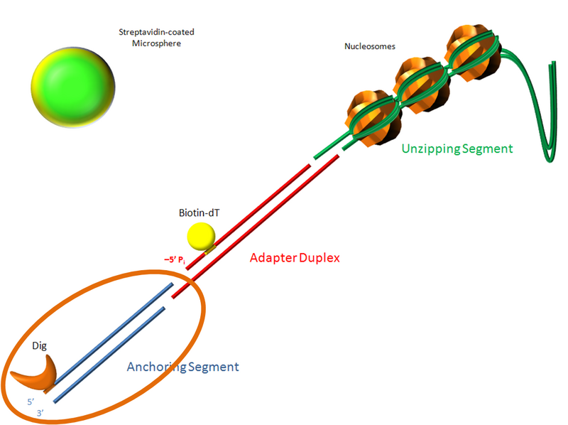 File:Anchor segment.png