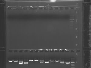Green group gel (upper)