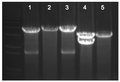 Thumbnail for version as of 01:00, 28 November 2009