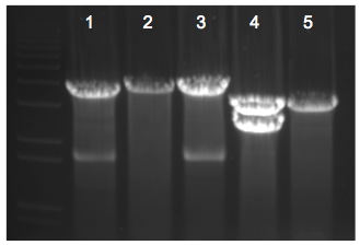 File:KAH 112709 gel1.tif