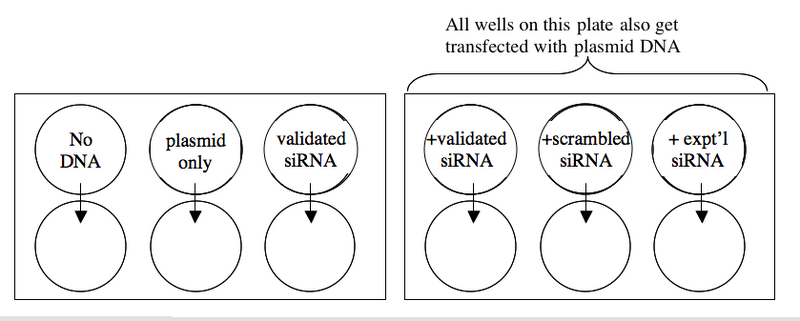 File:Macintosh HD-Users-nkuldell-Desktop-TransfectionScheme.png