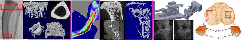 File:Pathomechanobiology Banner3.JPG