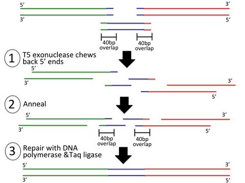 Gibson Assembly step 2