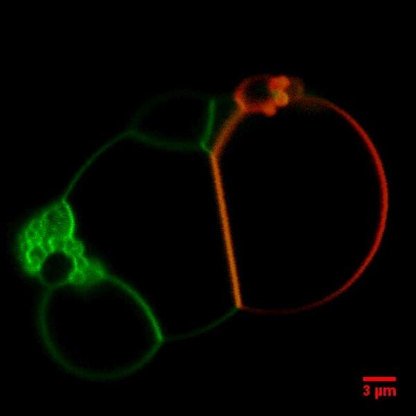 File:BM12 nanosaurs Kissing control.lsm (RGB)SB-800.jpg