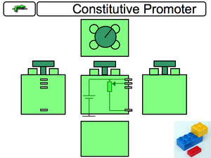 Constitutive Promoter Component