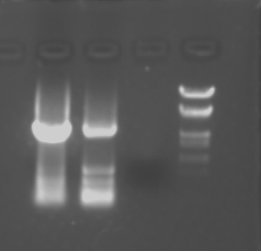 File:PKU 080701-pPT-Gal4-transstart-taq 1.tif