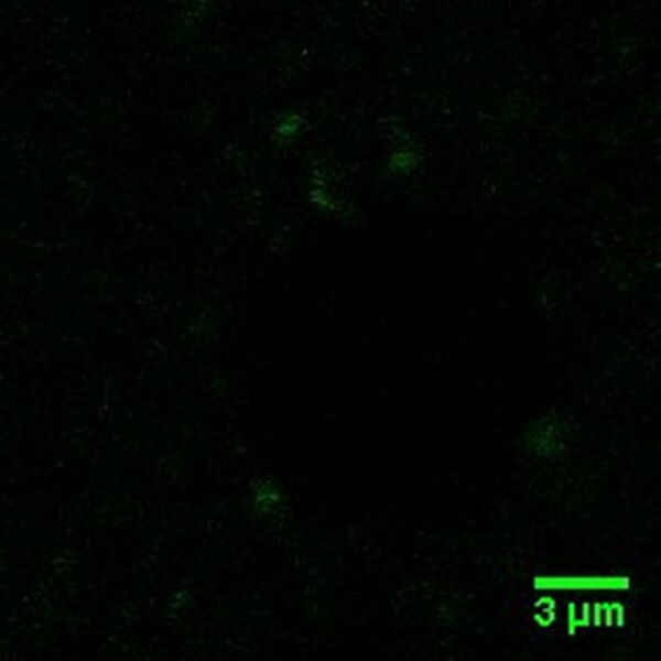 File:10%LUVSPS open.jpg