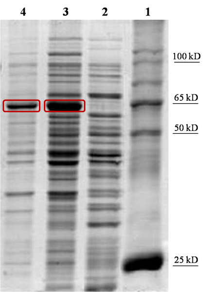 File:Biomod tianjin pro 10.png