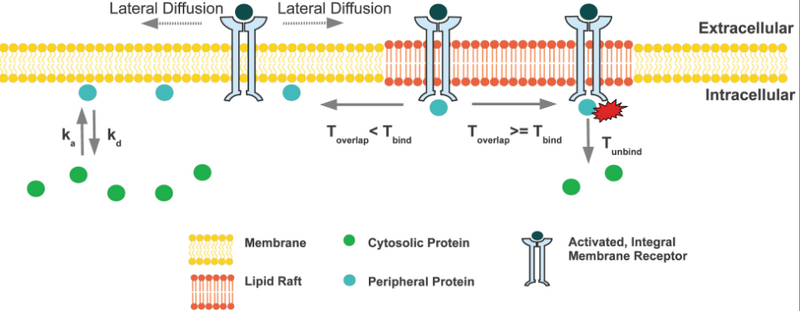 File:Lipid rafts.PNG