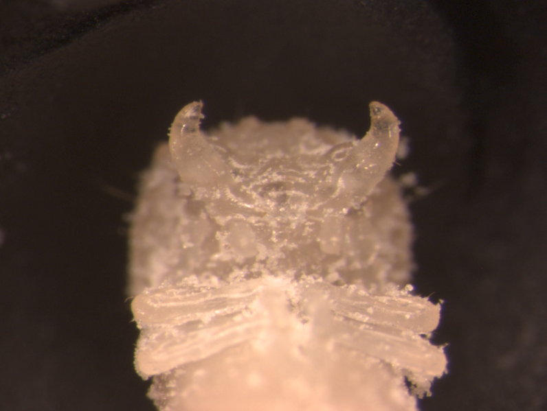 File:Male pupa Oct4.tif