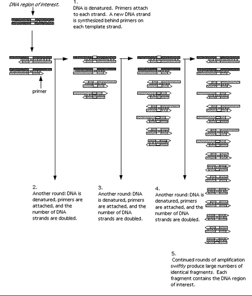 File:Pcr thing 1.png