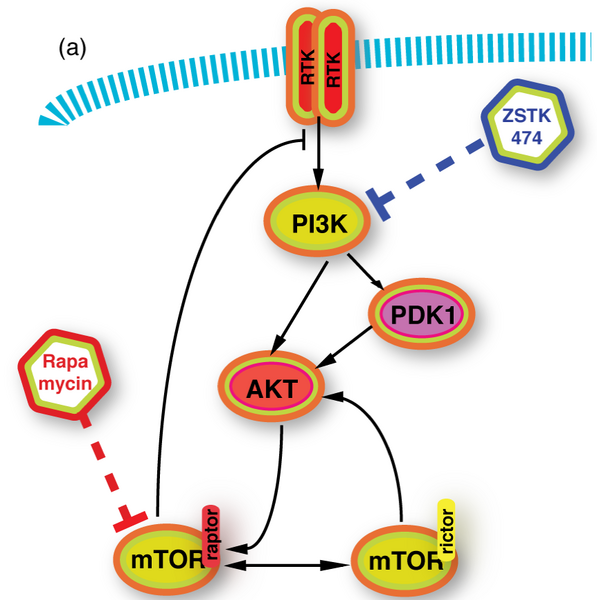 File:Zstk reduced.png