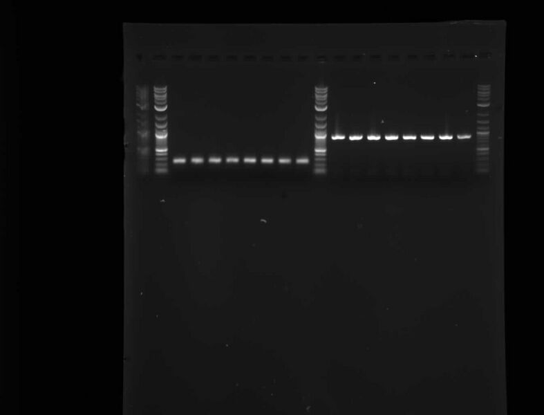 File:070909-pcr assembly.jpg