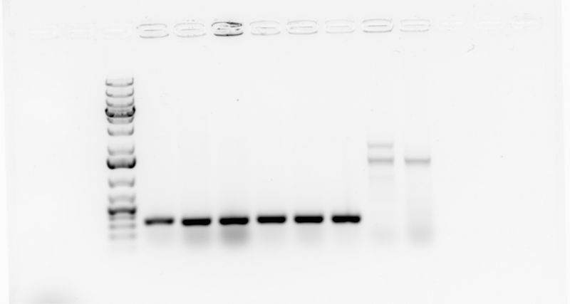 File:2016-01-08 gel.tif