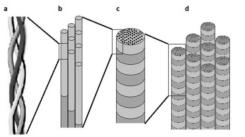 File:Collagenstructure.PNG