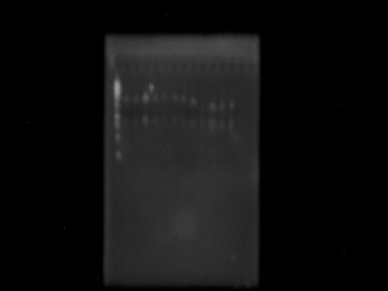 File:Defosfatación promotores& LovTAP9.jpg