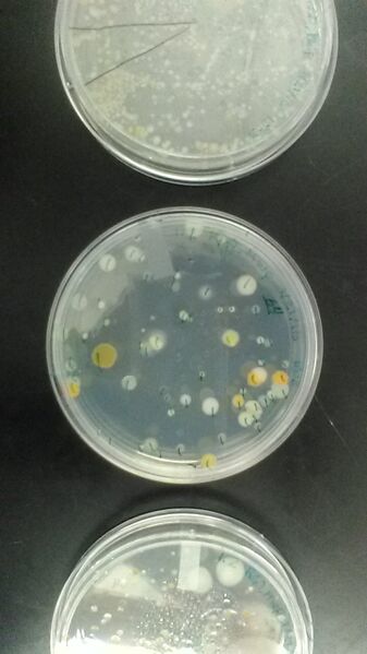 File:IMG 20160128 152514.jpg