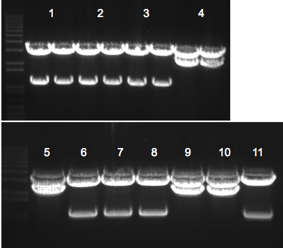 File:KAH 080310 gel2.tif