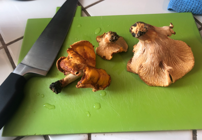 Edible wild mushrooms being prepared for dinner.
