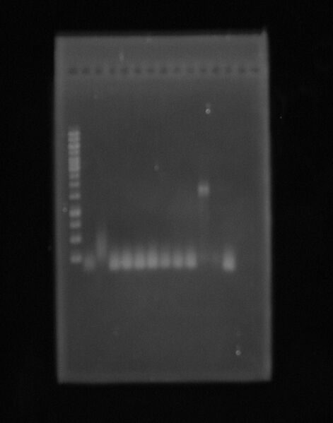 File:PCR colonia.JPG