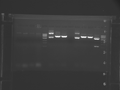 Thumbnail for version as of 20:01, 1 October 2009
