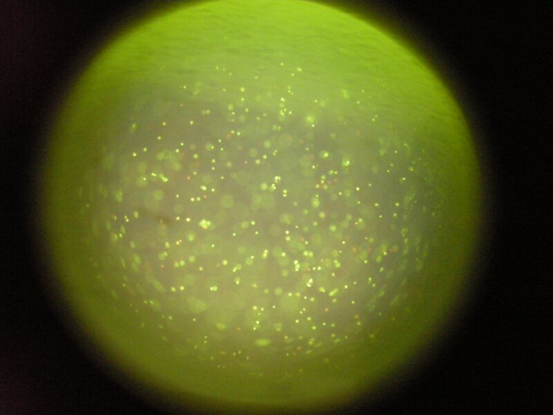 File:TR Red Orange 0uM 3 7.jpg