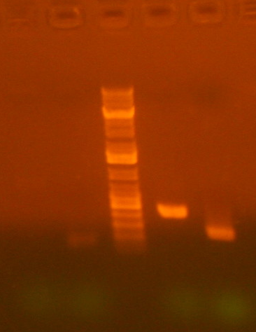 File:7-2 repcr 213, 239, 261, 314.tif