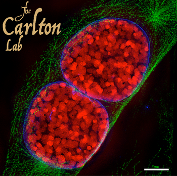Carlton Lab at iCeMS, Kyoto University