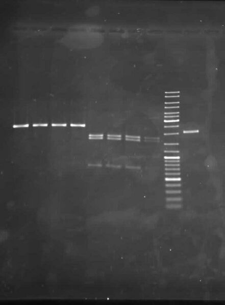 File:Dig HydA hydG pSB1C3.jpg