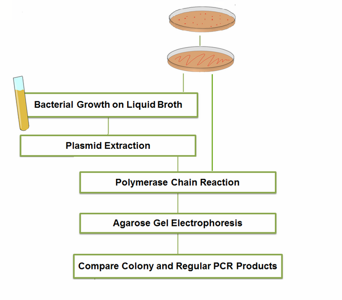File:Experiment Flow2.png