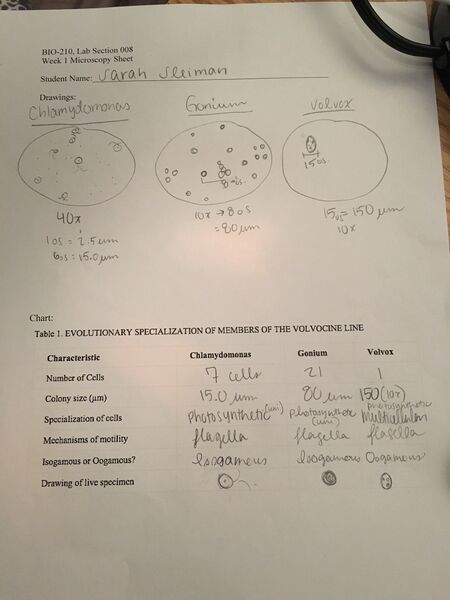 File:Volvocine Line 1.jpg